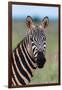 Portrait of a plains zebra looking at the camera. Voi, Tsavo, Kenya-Sergio Pitamitz-Framed Photographic Print