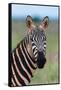 Portrait of a plains zebra looking at the camera. Voi, Tsavo, Kenya-Sergio Pitamitz-Framed Stretched Canvas