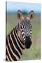 Portrait of a plains zebra looking at the camera. Voi, Tsavo, Kenya-Sergio Pitamitz-Stretched Canvas