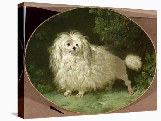 Portrait of a Poodle-Jean Jacques Bachelier-Stretched Canvas