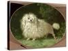 Portrait of a Poodle-Jean Jacques Bachelier-Stretched Canvas