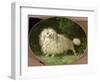 Portrait of a Poodle-Jean Jacques Bachelier-Framed Giclee Print