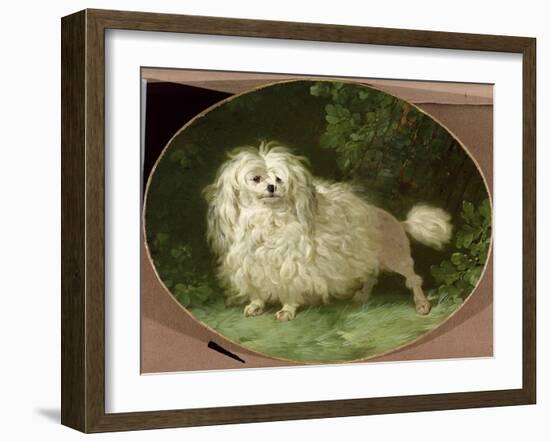 Portrait of a Poodle-Jean Jacques Bachelier-Framed Giclee Print