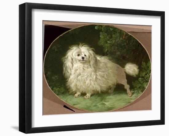 Portrait of a Poodle-Jean Jacques Bachelier-Framed Giclee Print