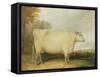 Portrait of a Prize Cow-John Vine-Framed Stretched Canvas
