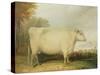 Portrait of a Prize Cow-John Vine-Stretched Canvas