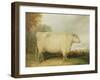 Portrait of a Prize Cow-John Vine-Framed Giclee Print