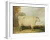 Portrait of a Prize Cow-John Vine-Framed Giclee Print