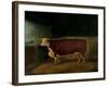 Portrait of a Prize Hereford Steer, 1874-Richard Whitford-Framed Giclee Print