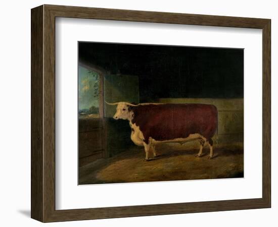 Portrait of a Prize Hereford Steer, 1874-Richard Whitford-Framed Giclee Print