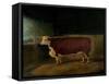 Portrait of a Prize Hereford Steer, 1874-Richard Whitford-Framed Stretched Canvas