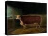 Portrait of a Prize Hereford Steer, 1874-Richard Whitford-Stretched Canvas