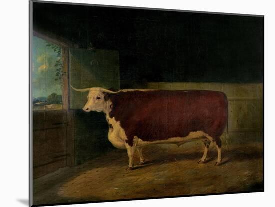 Portrait of a Prize Hereford Steer, 1874-Richard Whitford-Mounted Giclee Print