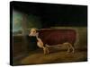 Portrait of a Prize Hereford Steer, 1874-Richard Whitford-Stretched Canvas