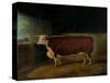 Portrait of a Prize Hereford Steer, 1874-Richard Whitford-Stretched Canvas