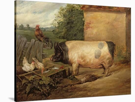 Portrait of a Prize Pig, Property of Squire Weston of Essex, 1810-Edwin Henry Landseer-Stretched Canvas