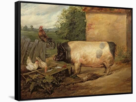 Portrait of a Prize Pig, Property of Squire Weston of Essex, 1810-Edwin Henry Landseer-Framed Stretched Canvas