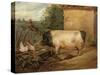 Portrait of a Prize Pig, Property of Squire Weston of Essex, 1810-Edwin Henry Landseer-Stretched Canvas