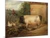 Portrait of a Prize Pig, Property of Squire Weston of Essex, 1810-Edwin Henry Landseer-Mounted Giclee Print