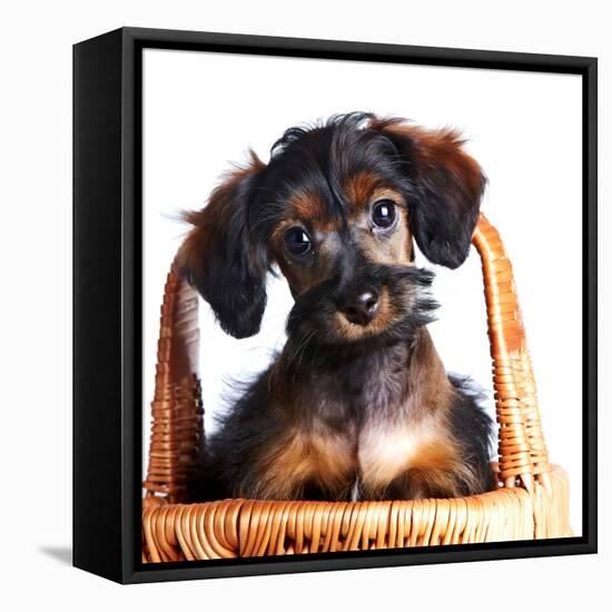 Portrait of A Puppy in A Basket.-AZALIA-Framed Stretched Canvas