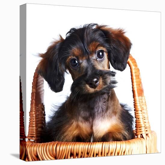 Portrait of A Puppy in A Basket.-AZALIA-Stretched Canvas