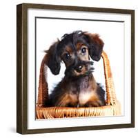 Portrait of A Puppy in A Basket.-AZALIA-Framed Photographic Print