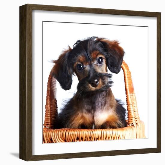 Portrait of A Puppy in A Basket.-AZALIA-Framed Photographic Print