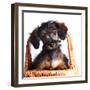 Portrait of A Puppy in A Basket.-AZALIA-Framed Photographic Print