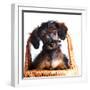 Portrait of A Puppy in A Basket.-AZALIA-Framed Photographic Print