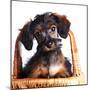 Portrait of A Puppy in A Basket.-AZALIA-Mounted Photographic Print