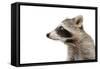 Portrait of a Raccoon in Profile-Sonsedskaya-Framed Stretched Canvas