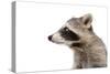 Portrait of a Raccoon in Profile-Sonsedskaya-Stretched Canvas