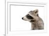 Portrait of a Raccoon in Profile-Sonsedskaya-Framed Photographic Print