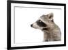 Portrait of a Raccoon in Profile-Sonsedskaya-Framed Photographic Print