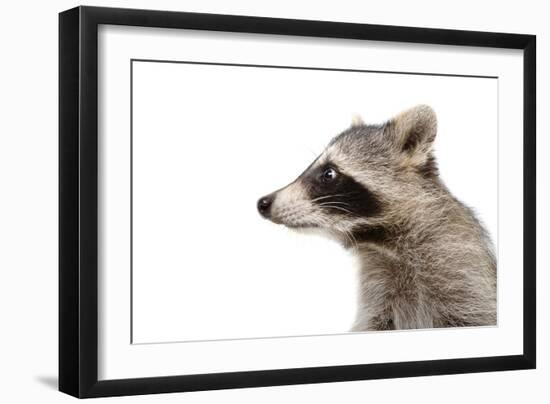 Portrait of a Raccoon in Profile-Sonsedskaya-Framed Photographic Print