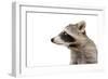 Portrait of a Raccoon in Profile-Sonsedskaya-Framed Photographic Print