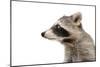 Portrait of a Raccoon in Profile-Sonsedskaya-Mounted Photographic Print