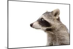 Portrait of a Raccoon in Profile-Sonsedskaya-Mounted Photographic Print