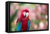 Portrait of a Red and Green Macaw-Alex Saberi-Framed Stretched Canvas