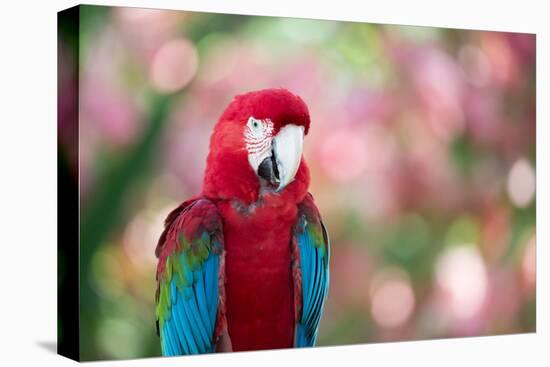 Portrait of a Red and Green Macaw-Alex Saberi-Stretched Canvas