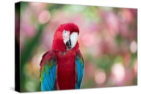 Portrait of a Red and Green Macaw-Alex Saberi-Stretched Canvas