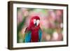 Portrait of a Red and Green Macaw-Alex Saberi-Framed Photographic Print