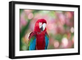 Portrait of a Red and Green Macaw-Alex Saberi-Framed Photographic Print