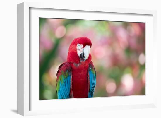 Portrait of a Red and Green Macaw-Alex Saberi-Framed Photographic Print