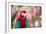 Portrait of a Red and Green Macaw-Alex Saberi-Framed Photographic Print