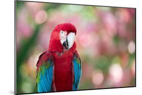 Portrait of a Red and Green Macaw-Alex Saberi-Mounted Photographic Print