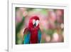 Portrait of a Red and Green Macaw-Alex Saberi-Framed Photographic Print