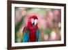 Portrait of a Red and Green Macaw-Alex Saberi-Framed Photographic Print