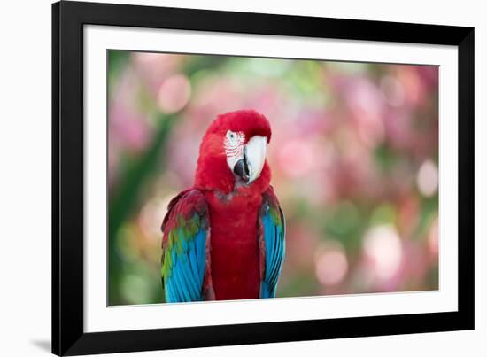 Portrait of a Red and Green Macaw-Alex Saberi-Framed Photographic Print