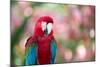 Portrait of a Red and Green Macaw-Alex Saberi-Mounted Photographic Print